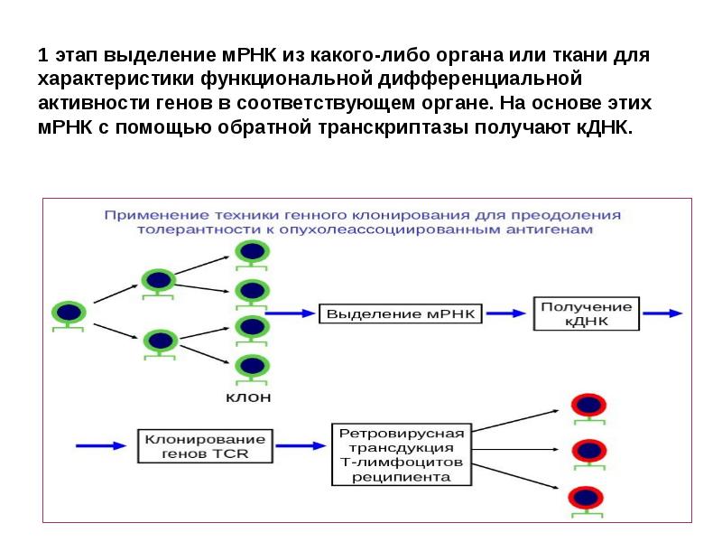 Генетическая карта картирование