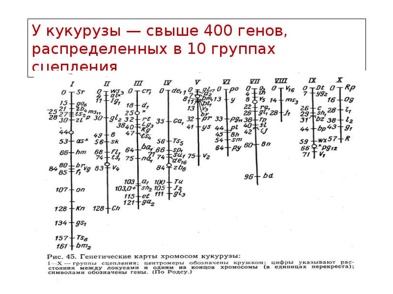 Презентация картирование хромосом человека