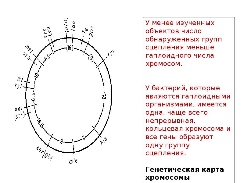 Генетическая карта как построить