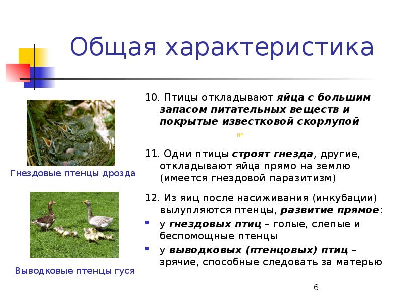 Что общего в организации птиц. Общая характеристика птиц 7 класс. Основные характеристики птиц. Краткая общая характеристика птиц. Характеристика класса птицы 7 класс.