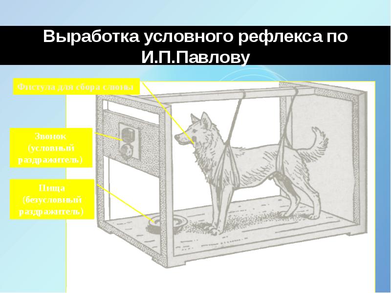 Физиология высшей нервной деятельности презентация