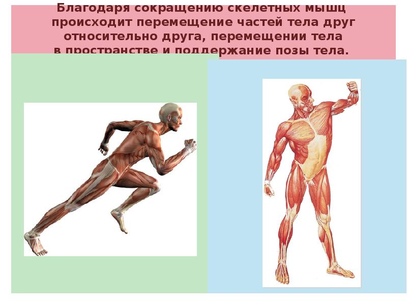 За счет чего происходит движение. Сокращение скелетных мышц. Движение тела происходит благодаря сокращению мышц. Скелетной мышцы осуществляющие движения тела.