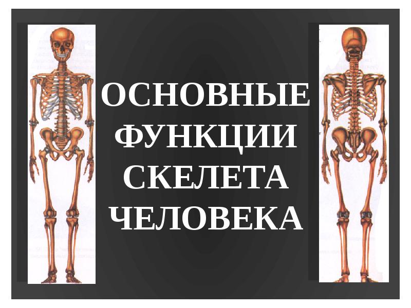 Механической функции скелета человека. Функции скелета человека. Скелет человека функции скелета. Биологические функции скелета человека. Скелет человека и его основные функции.