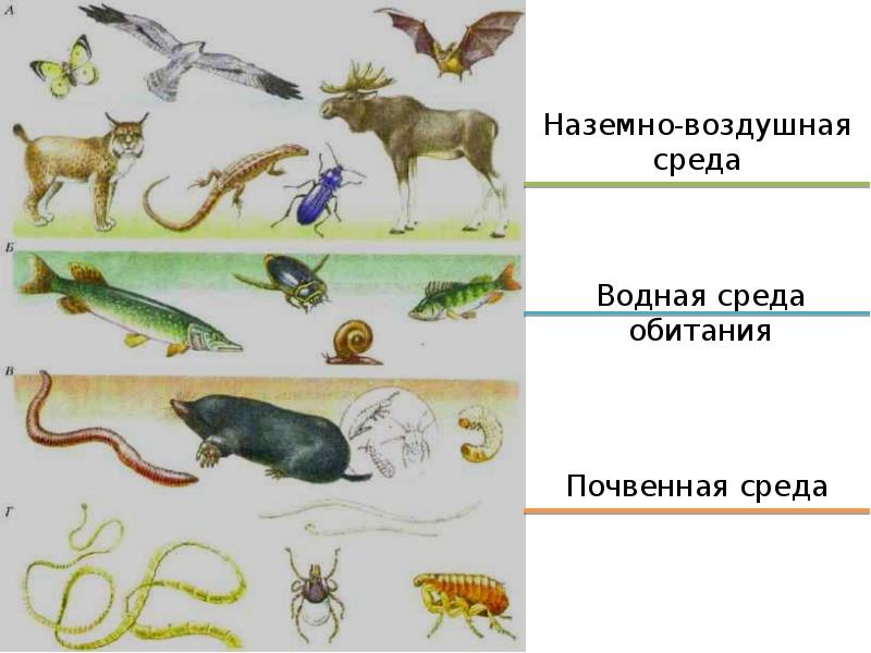 Изображение живых предметов виде живых существ