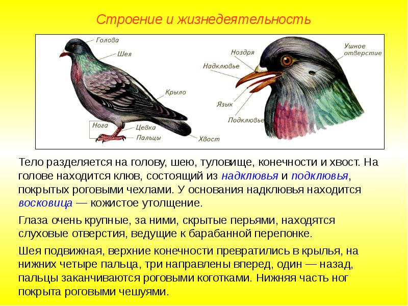 Форма и размеры головы птицы. Клюв птиц состоит. Клюв птицы состоит из. Строение клюва птицы. Строение головы птицы.