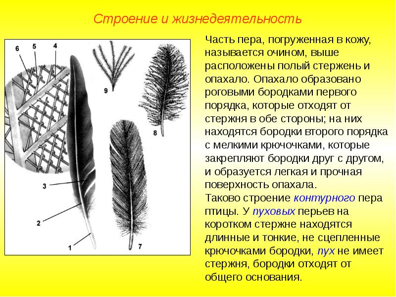 Контурное перо птицы строение и рисунок основные части