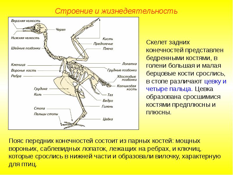 Изучение особенностей строения скелета птиц