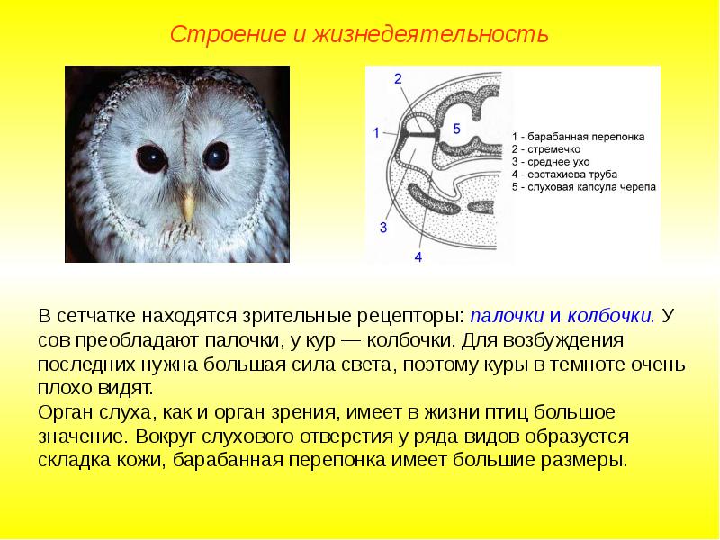 Среднее строение. Строение уха птиц. Ухо птицы строение. Орган слуха у птиц. Строение среднего уха птиц.