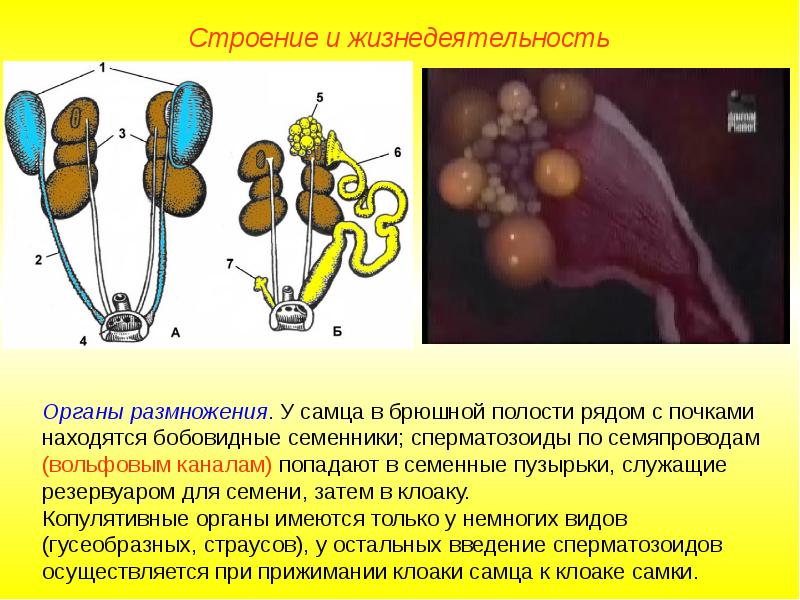 Презентация по теме размножение человека 8 класс