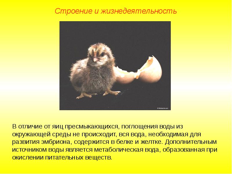 Отличие дыхательной системы птиц от пресмыкающихся. Отличие птиц от рептилий. У птиц в отличие от пресмыкающихся яйцо. Строение яйца птицы. Отличительные черты птиц.