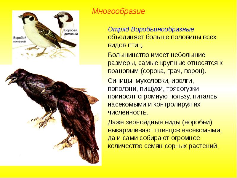 Птицы доклад 7 класс. Класс птицы многообразие. Отряды птиц. Многообразие птиц отряды птиц. Разнообразие птиц отряда воробьиных.