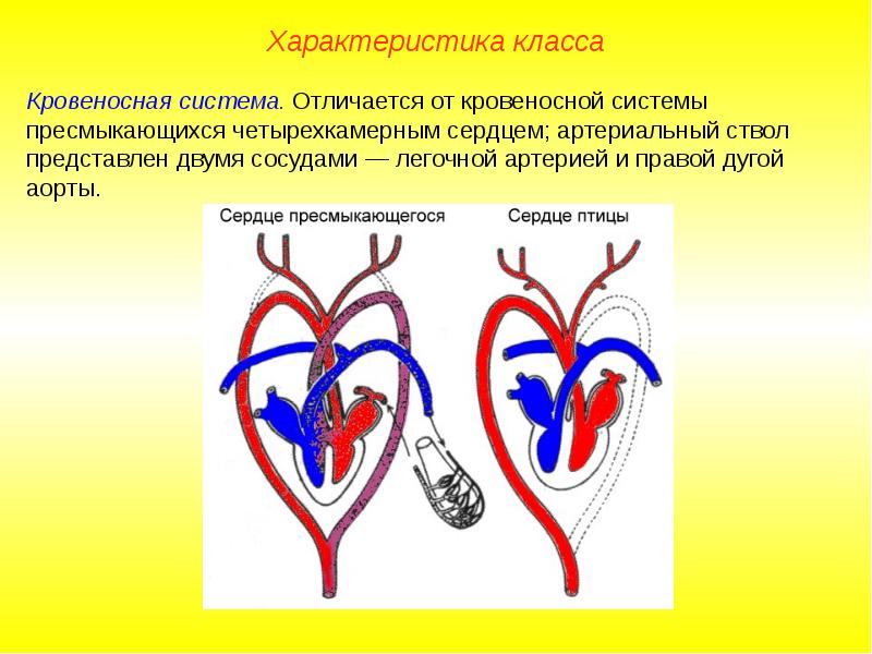 Сердце пресмыкающихся отличается от сердца земноводных. Кровеносная система пресмыкающихся схема. Артериальная система рептилий. Эволюция кровеносной системы у пресмыкающихся. Кровеносная система у птиц пресмыкающихся и млекопитающих.