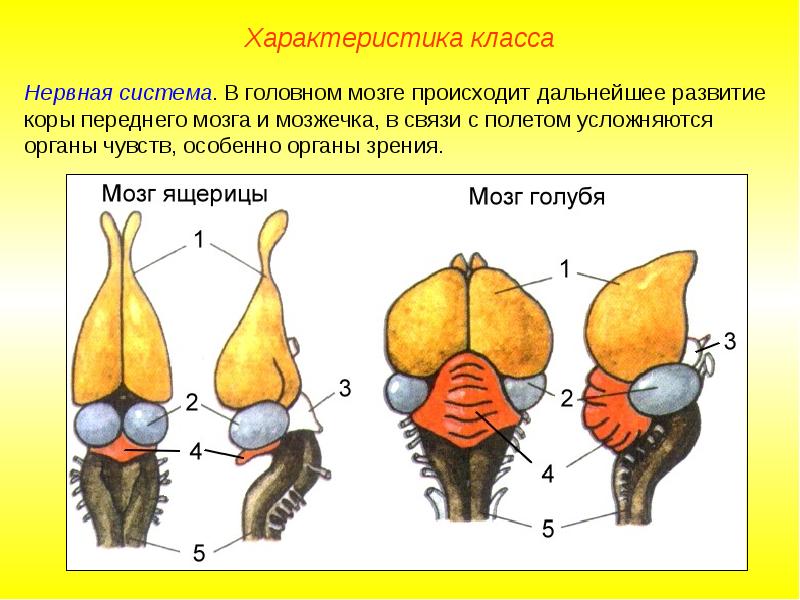 Какой цифрой на рисунке обозначен головной мозг голубя