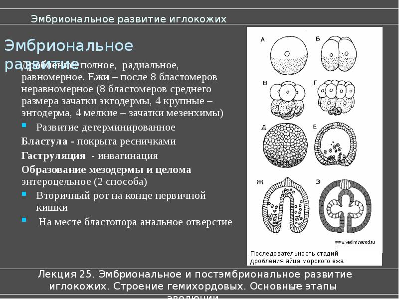 Эмбриональное развитие презентация