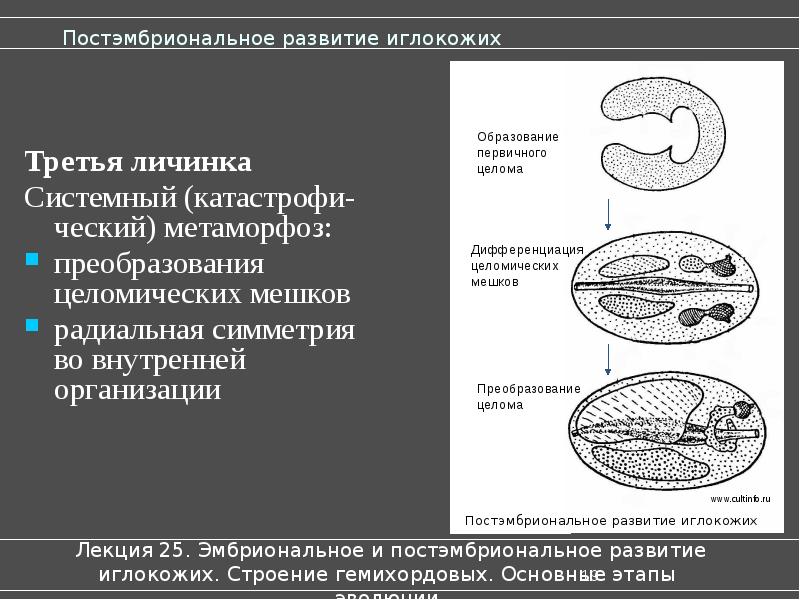 Есть ли целомические животные не укладывающиеся в схему первично и вторичноротости