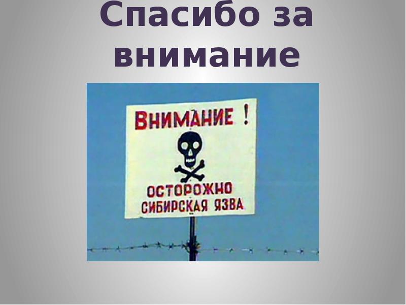 Сибирки новосибирск. Внимание Сибирская язва. Осторожно Сибирская язва. Спасибо за внимание Сибирская язва. Внимание осторожно Сибирская язва.