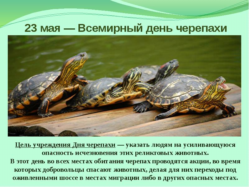 23 апреля и 23 мая. 23 Мая день черепахи праздник Всемирный. Всемирный день черепахи. 23 Мая день черепахи презентация. Всемирный день черепахи 23.