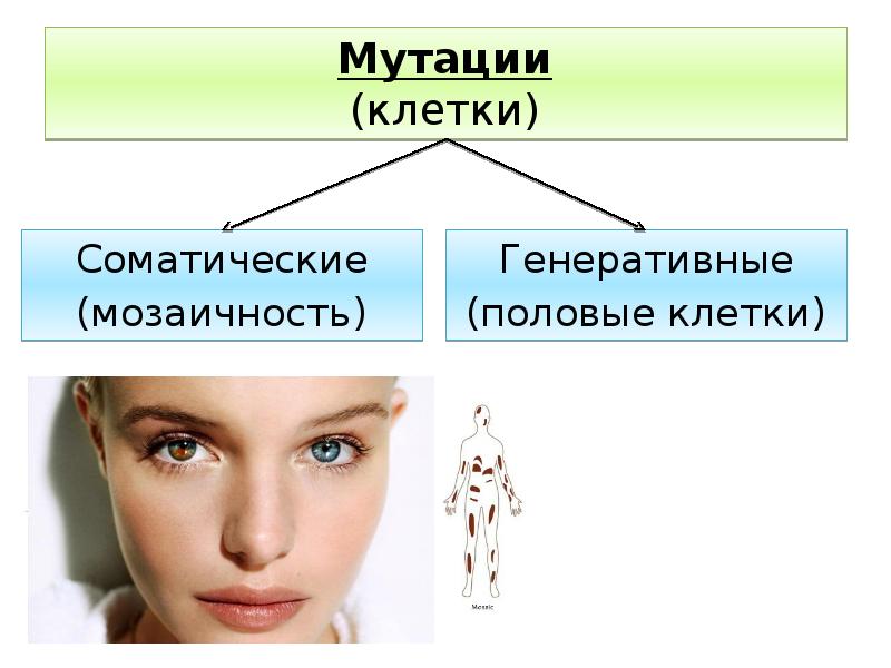 Соматические мутации картинки