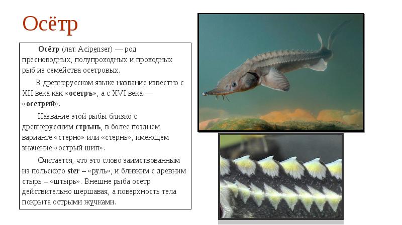 Томат Севрюга Отзывы Фото