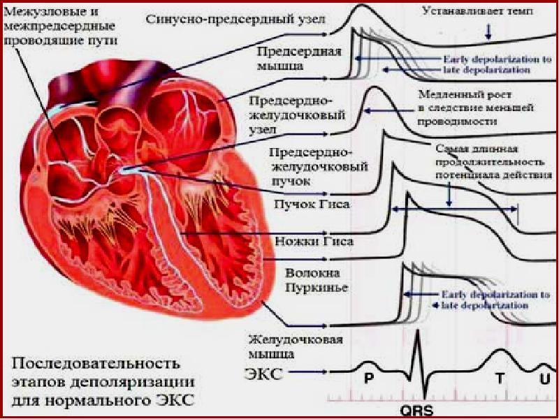 Сердечный составлять. Строение сердечно сосудистой системы. Сердечно сосудистая система сердце. Сердечно сосудистая система схема. Структура сердечно-сосудистой системы ОБЖ.