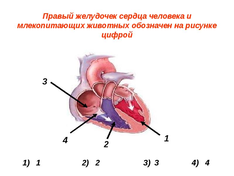 Высокое давление в правом желудочке. Двухкамерный правый желудочек. Электрическая модель сердечно-сосудистой системы. Физическая модель сердечно-сосудистой. Правый желудочек сердца.