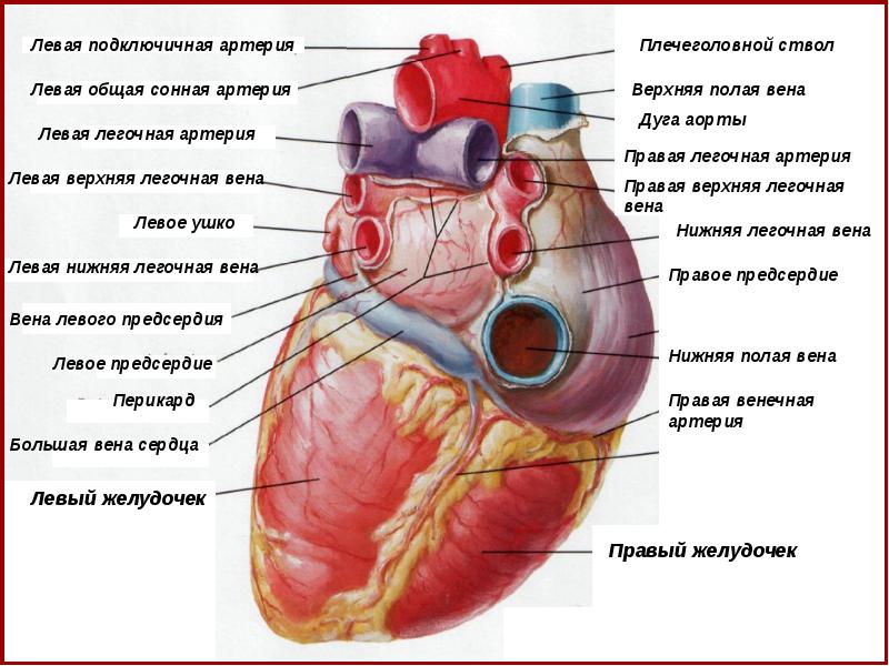 Виды сердечно сосудистой системы. Сердечно сосудистая система. Сердечно сосудочная система. Присердечные сосуды. 2 Части сердечно сосудистой системы.