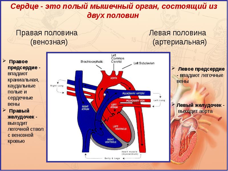 Тема сердечно сосудистая система. Сердечно-сосудистая система , се. Сердечно сосудистая система строение сердца. Строение сердечно сосудистой системы таблица. Движение крови в сердечно сосудистой системе.