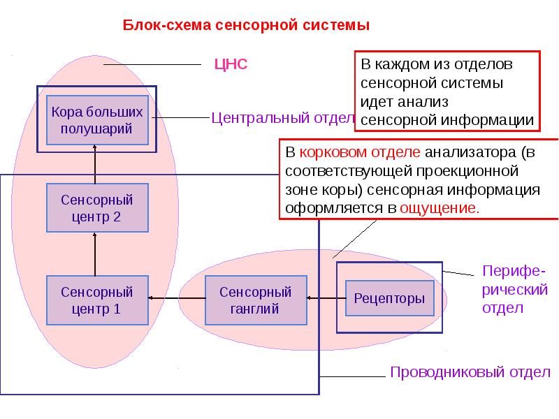 Блок схема зрительной сенсорной системы