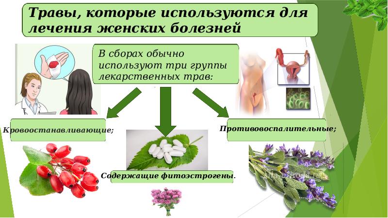 Презентация на тему фитотерапия