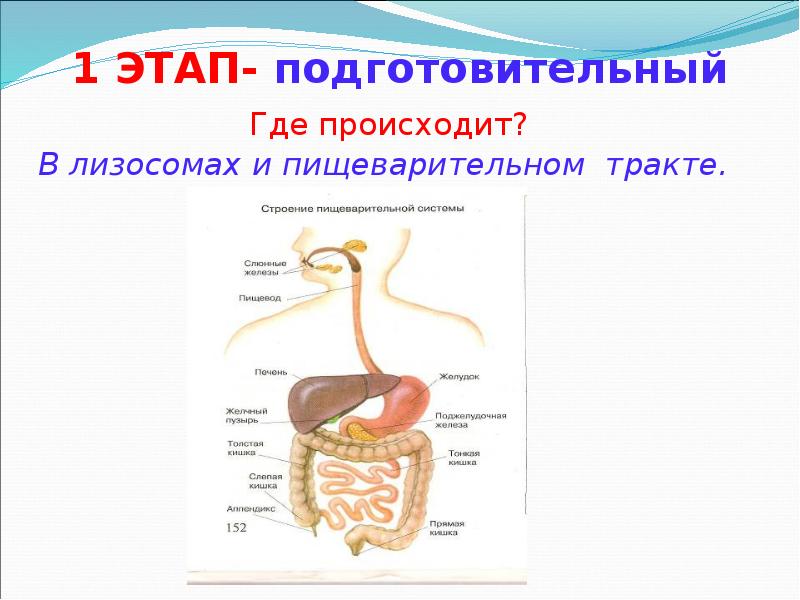 1 ЭТАП- подготовительный Где происходит?  В лизосомах и пищеварительном тракте.