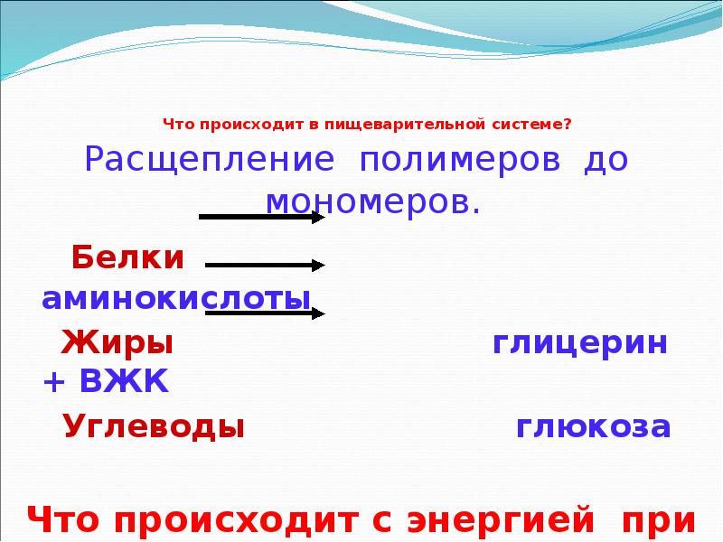 До аминокислот в пищеварительной системе расщепляются