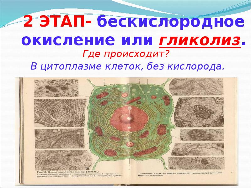 2 ЭТАП- бескислородное окисление или гликолиз. Где происходит?  В цитоплазме
