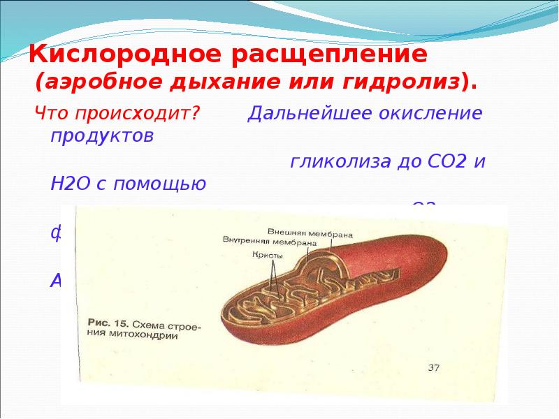 Кислородное расщепление  (аэробное дыхание или гидролиз).  Что происходит? 