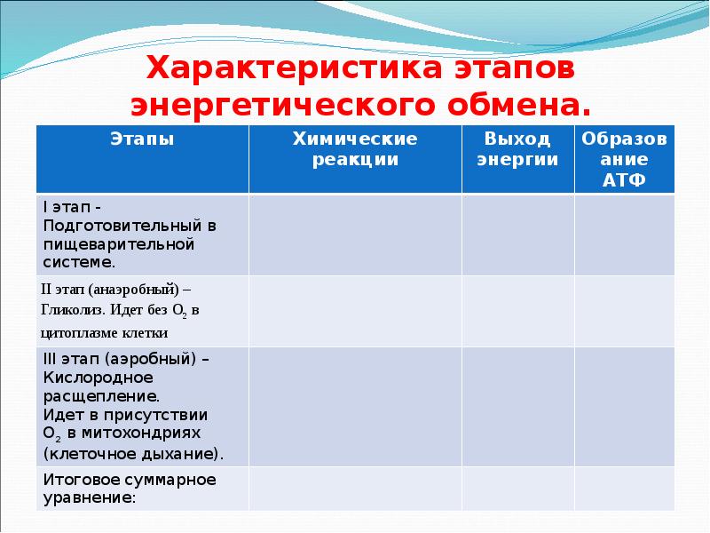 Характеристика этапов энергетического обмена.