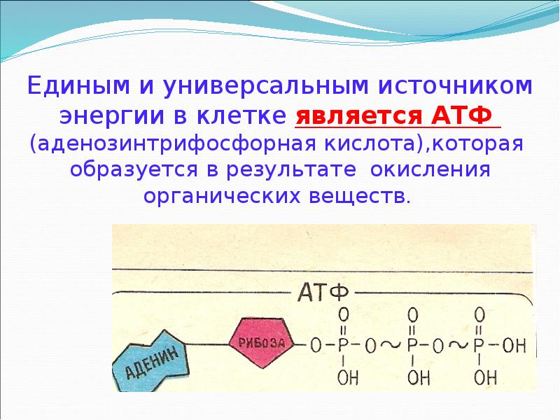 Энергетический обмен презентация 11 класс биология - 86 фото