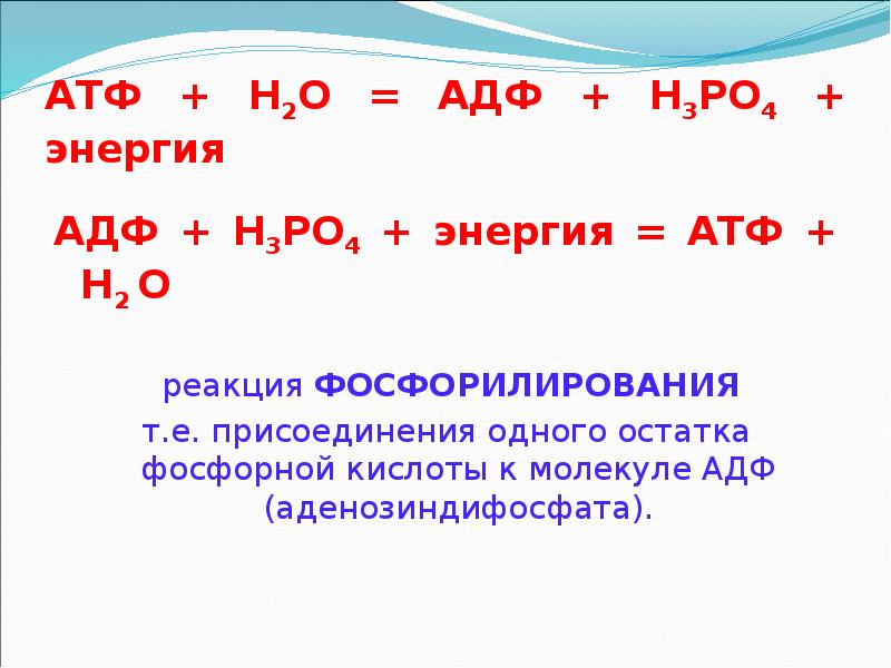 АТФ + Н2О = АДФ + Н3РО4 + энергия  АДФ