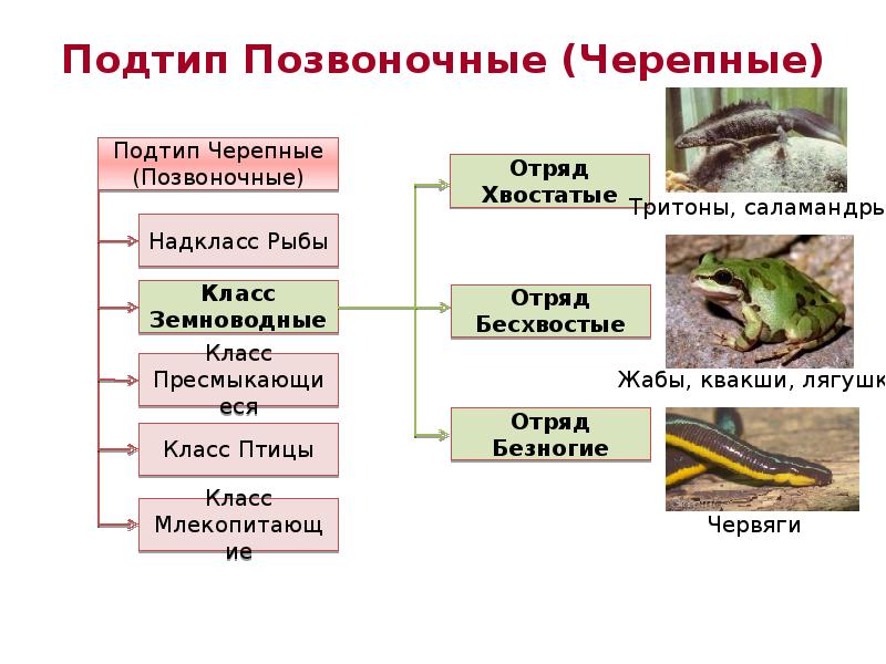 Подтип позвоночные картинки