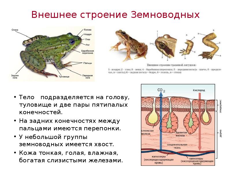 Особенности покрова тела земноводных