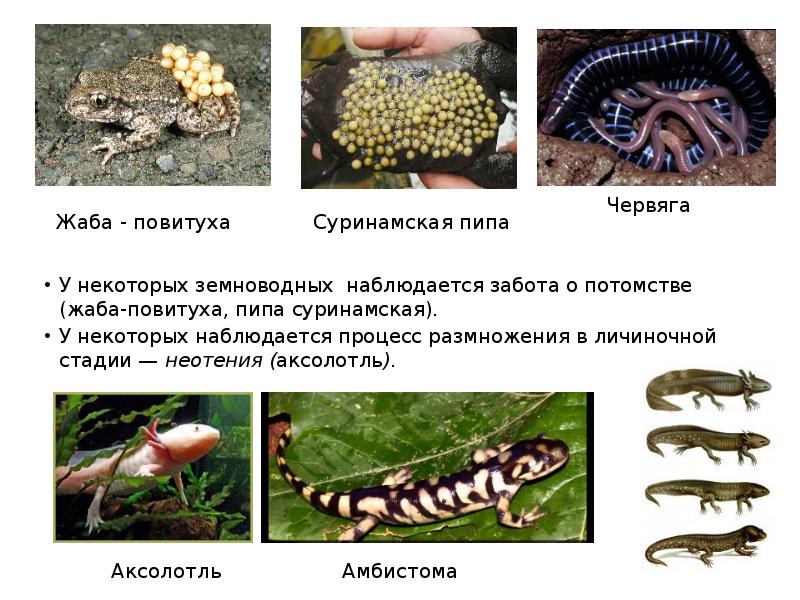 Теплокровные позвоночные животные 5 класс пасечник презентация