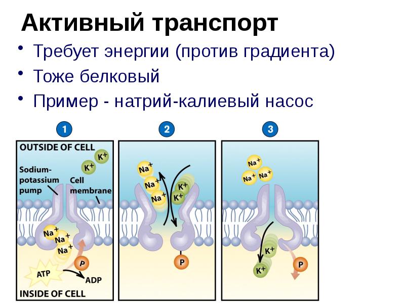 Активный транспорт. Активный транспорт примеры. Первично активный транспорт примеры. Активный транспорт-транспорт против градиента.