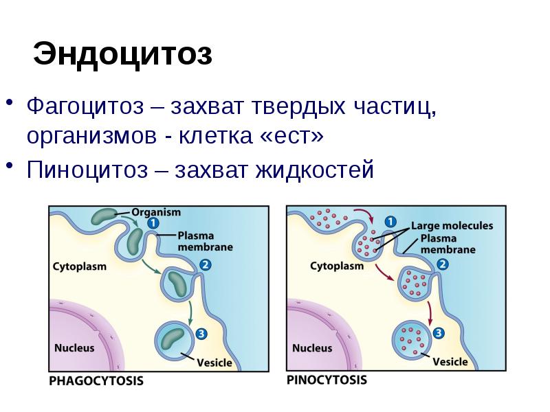 Установить последовательность эндоцитоза. Эндоцитоз фагоцитоз мембранный транспорт. Эндоцитоз фагоцитоз пиноцитоз. Эндоцитоз и экзоцитоз. Эндоцитоз клетки.