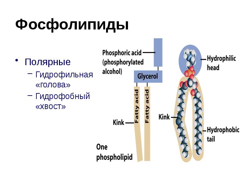 Фосфолипиды это. Фосфолипиды схема строения. Фосфолипиды строение. Строение фосфолипида схема. Структура и свойства фосфолипидов мембран.