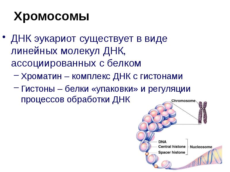 Каким номером на рисунке обозначена структура которая образована молекулами днк и белками гистонами