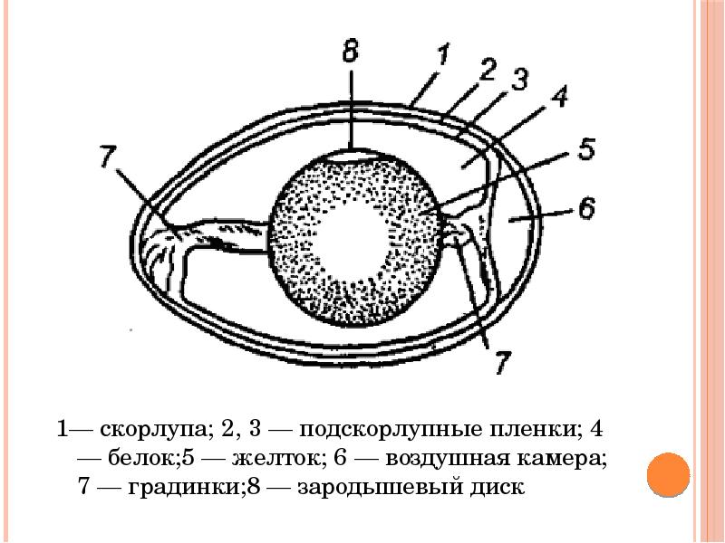 Каким номером на рисунке обозначена яйцо паразита. Воздушная камера яйца и скорлупа. Зародышевый диск в яйце. Где у яйца воздушная камера. Надскорлупная подскорлупная.