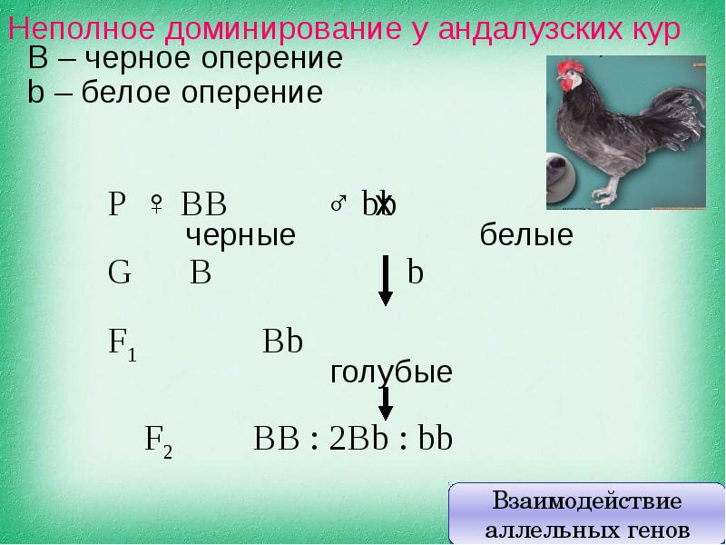 Черное оперение кур