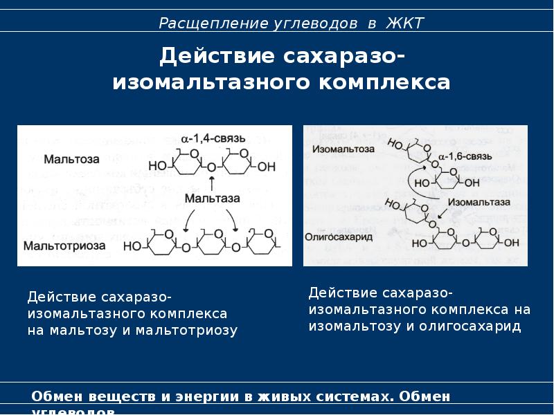 Обмен углеводов биохимия презентация