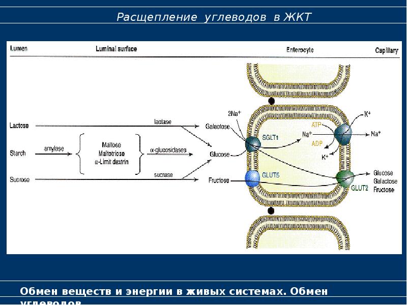 Обмен углеводов биохимия презентация