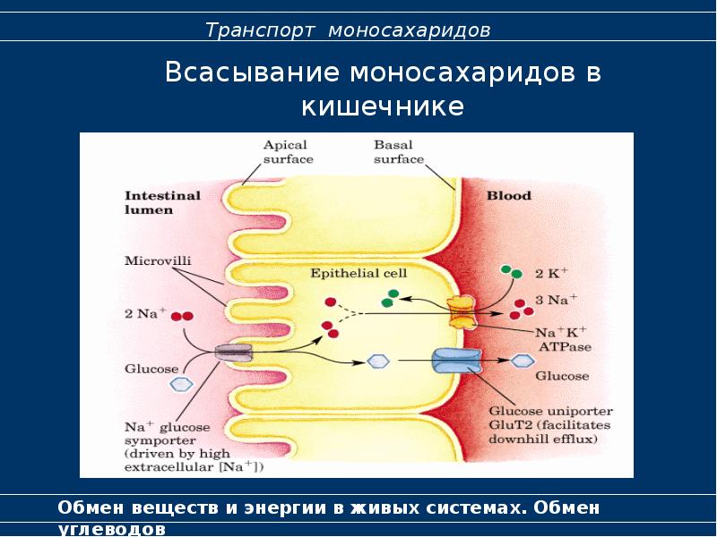 Обмен углеводов биохимия презентация