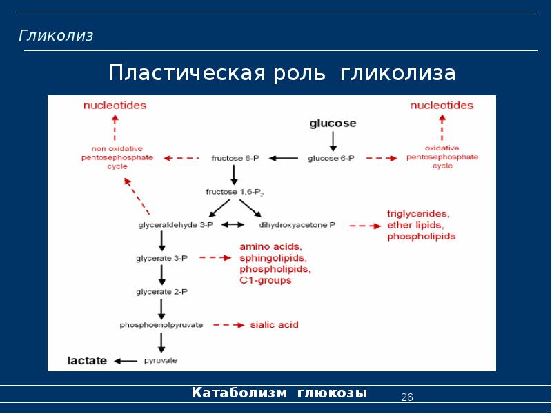 Обмен углеводов биохимия презентация