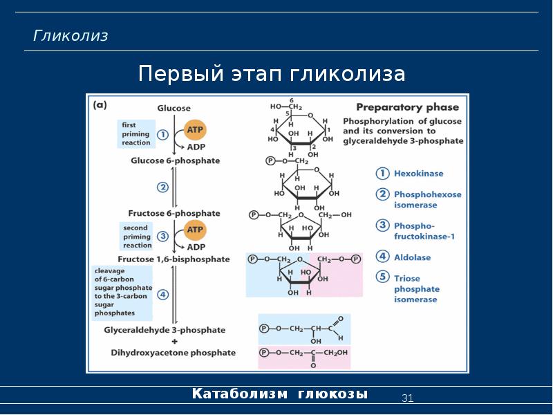 Углеводы биохимия презентация